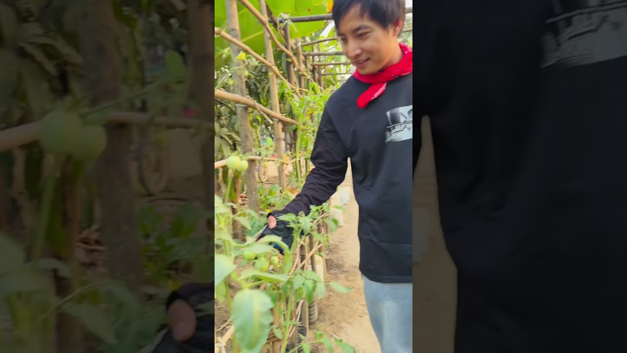 ယောက်ခမ ရှုတင်ခြံသွားမွှေ 😆