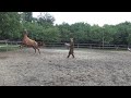 Обучение жеребенка. Длинная корда. часть 2.Foal training. Long cord. part 2.