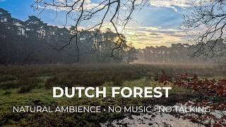 ​Forest Walk POV | Misty Marshlands &amp; Streams | Netherlands 4k