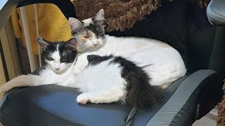 Капризная стерилизованная кошка усыновила чужого котенка😻 Дружба питомцев