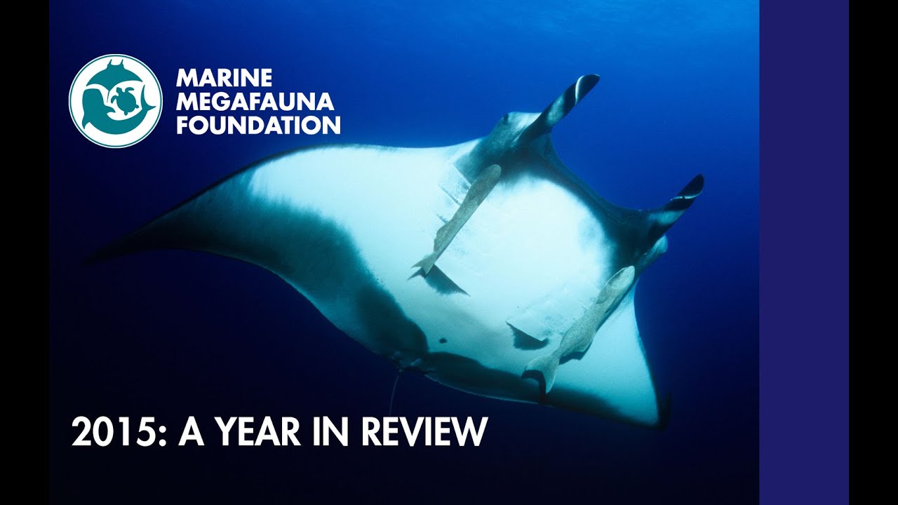 Marine Megafauna Foundation 2015: A Year in Review - YouTube