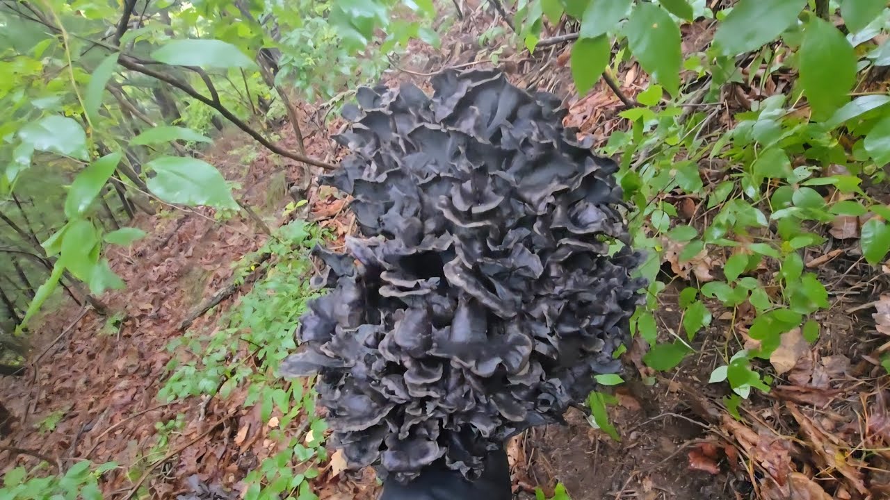 리얼 야생 버섯 탐험 사서 고생 2-4 대박 사이즈 곰버섯(먹버섯)