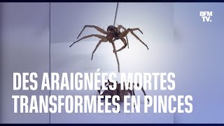 Des araignées mortes transformées en pinces robotiques