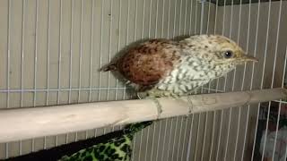 Download Lagu Burung kedasi MP3