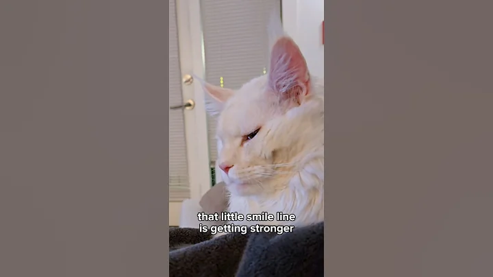 Video 11859531: mainecoon cat, cat kitten pets