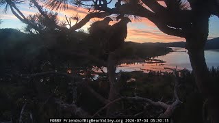 Big Bear Bald Eagles 2026.7.4 🇱🇷🦅Eagle Family activities on the morning of American Independence Day