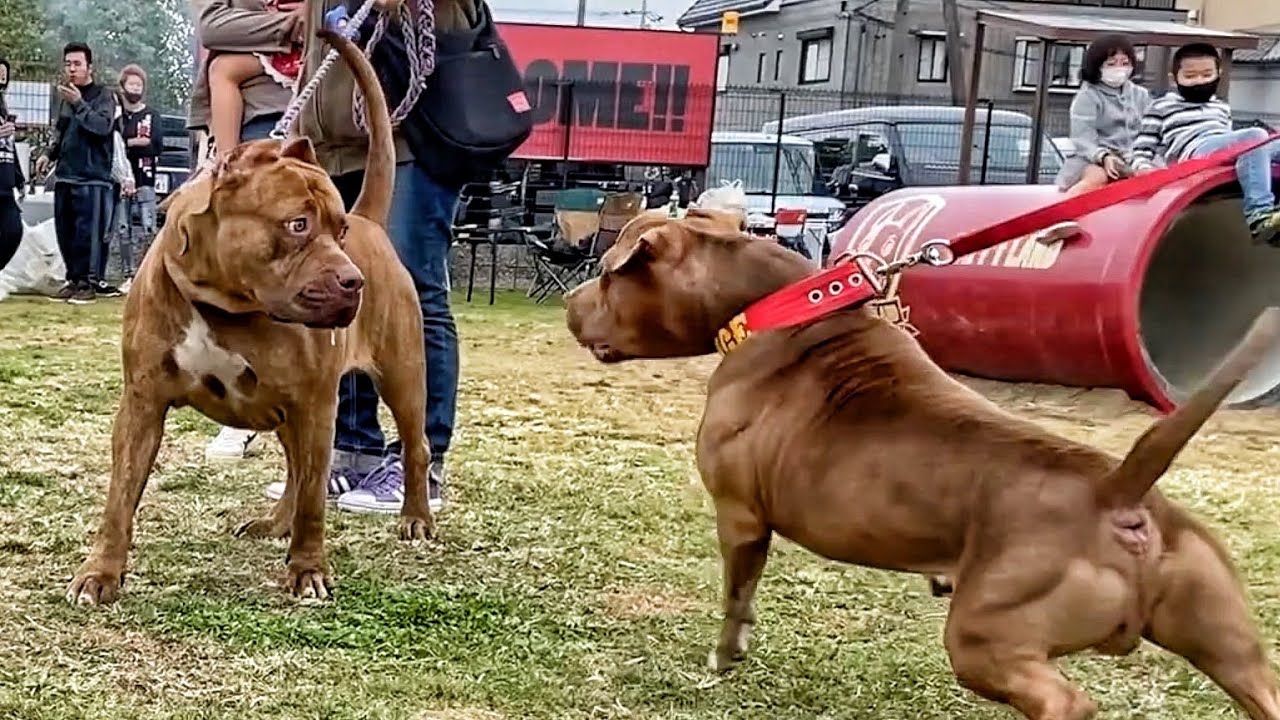 Pitbull Festival In Japan