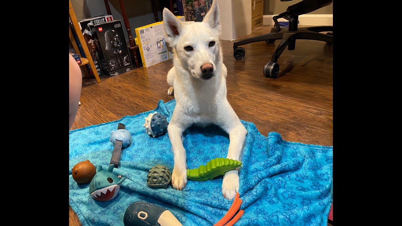 Bow Wow Bayou + Pool Toys! BarkBox Super Chewer Unboxing July 2023