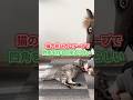 検証動画を撮ってたら悲しすぎる事実が発覚しました #猫 #shorts #検証