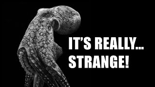 The More You Know, The Stranger It Gets: Octopuses! (feat. Octopus Intelligence and Evolution)