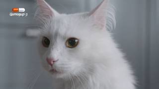 Реклама Цитовир-3 &quot;Даже кошка понимает, как простуда жить мешает&quot;