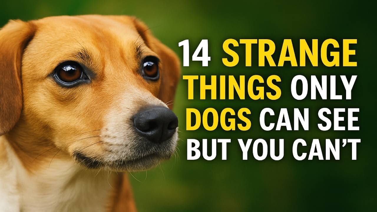14 STRANGE Things ONLY Dogs Can See But You Can't