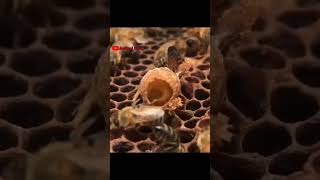 Peran Penting Ratu Lebah
