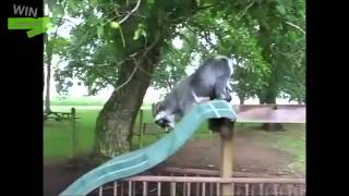 EPIC Win Compilation January 2013