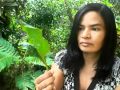 PLANTAS MEDICINALES (DOLORES):  EXTRACTO ,TINTURAS  ALCOHÓLICAS