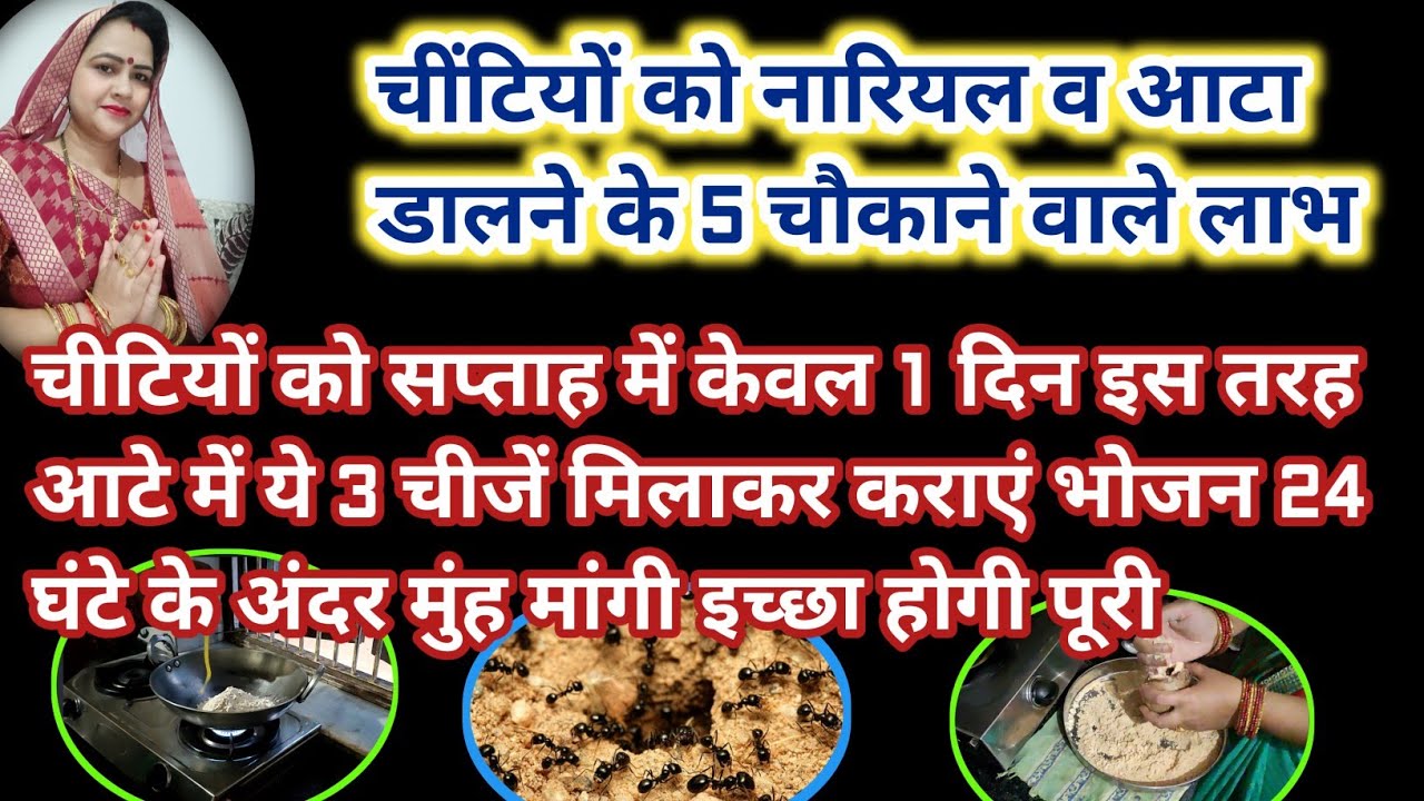 Chitiyo ko aata dalne se kya hota hai चीटी को आटा डालने के फायदे chitiyo ko aata kaise dale ant food
