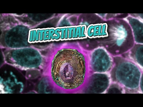 Interstitial cell (Everything Human Cells) 💬👁️🕺🔎✅