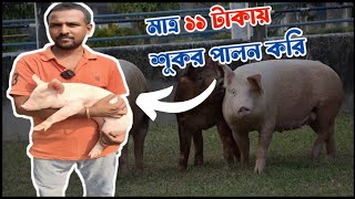 সস্তায় শুকর পালন - Low Cost Pig Farm || শূকর পালনের প্রশিক্ষণ || Pig Farming Training