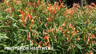 Penstemon hartwegii. Garden Center online Costa Brava - Girona.(Penstemon hartwegii. Garden Center online Costa Brava - Girona. Web: http://personalgardenshopper.es/, 2015-06-20T17:05:32.000Z)