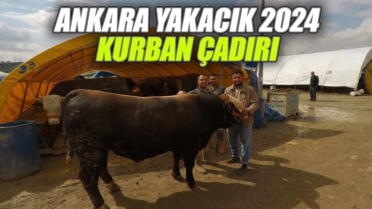 Ankara Yakacık 2024 Kurban Çadırları Açıldı !!!