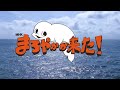 【#ぽんぽこ24 Vol.7 応募動画】『まろやかが来た！』おしゃべりシロイルカへの密着！【60秒】