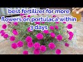 More flowers on portulaca/Best Fertilizer for Moss Rose/Portulaca/9 O’Clock plant/Get more flowers