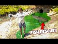 RESCUING MASSIVE FISH from TINY DRYING PUDDLE!! *CRAZY*