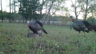 DSD Jake decoy gets FLOGGED