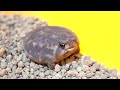 "Healed in 1 minute" Rain frog yawning and croaking🥱🐶