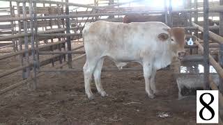 Steer 8 Weight 770 Feeder Calf