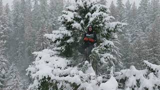 Preface to the Book Ancient Forests of the Pacific Northwest by Elliott A Norse