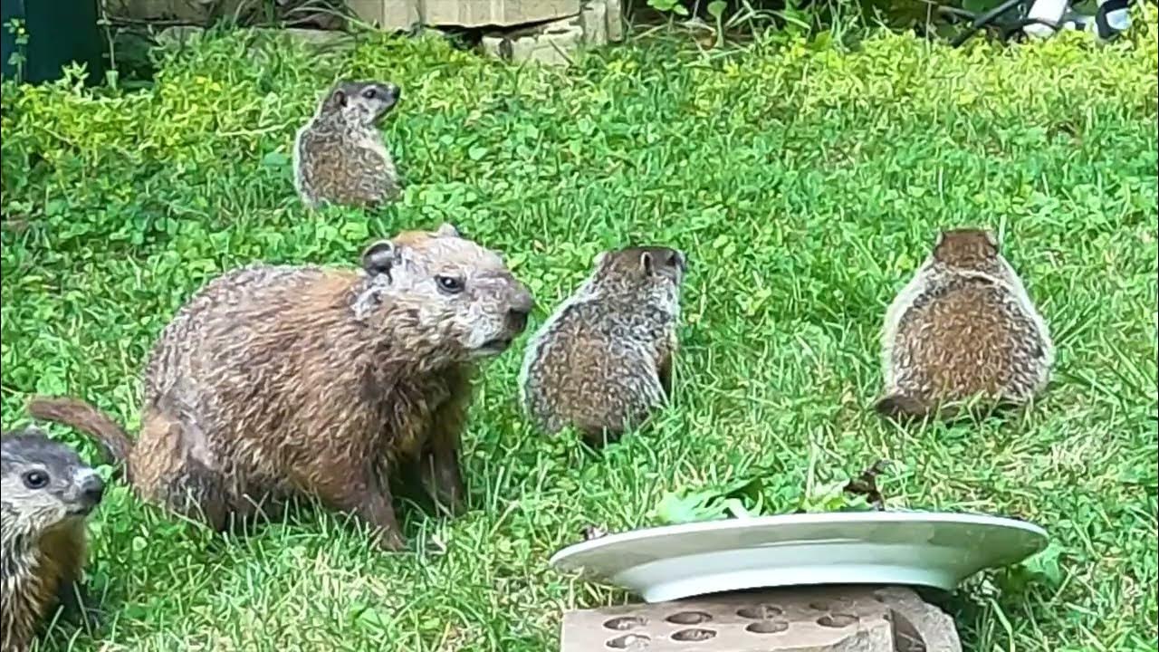 Groundhogs Alert for Flying Predators - YouTube