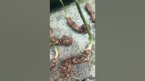 Lô sâm rừng 7 củ 450gr Củ lá xanh tươi, mắt đẹp. Giá 9tr  #sâm_ngọc_linh_rừng #sâm_ngọc_linh_rừng