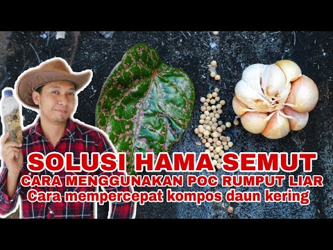 POC Rumput teki /rumput kawat untuk selada merah, mengatasi hama semut & kesibukan di kebun