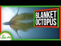 The Most Incredible Octopus You’ve Never Heard of: The Blanket Octopus