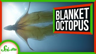 The Most Incredible Octopus You’ve Never Heard of: The Blanket Octopus