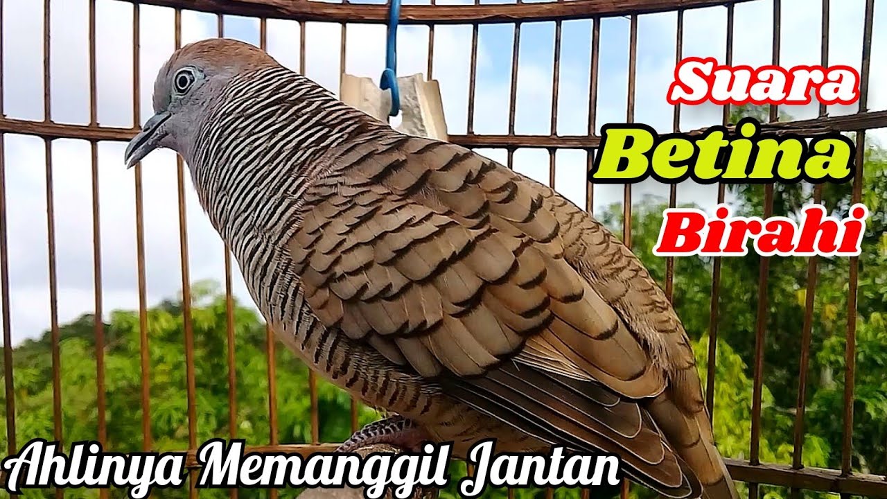 Suara Betina Birahi - Perkutut Betina Memanggil Jantan || The female turtle dove calls the male