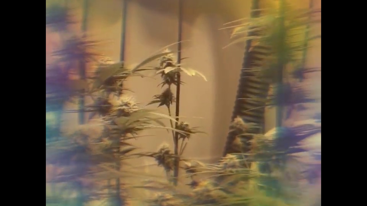 Chemdawg#4 BlackCherrySoda Blue dream, day 36 of flower.