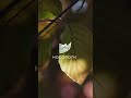 Звуки природы для сна и покоя 🌙🌿Глэмпинг Носороги #селигер #глэмпинг #отдых