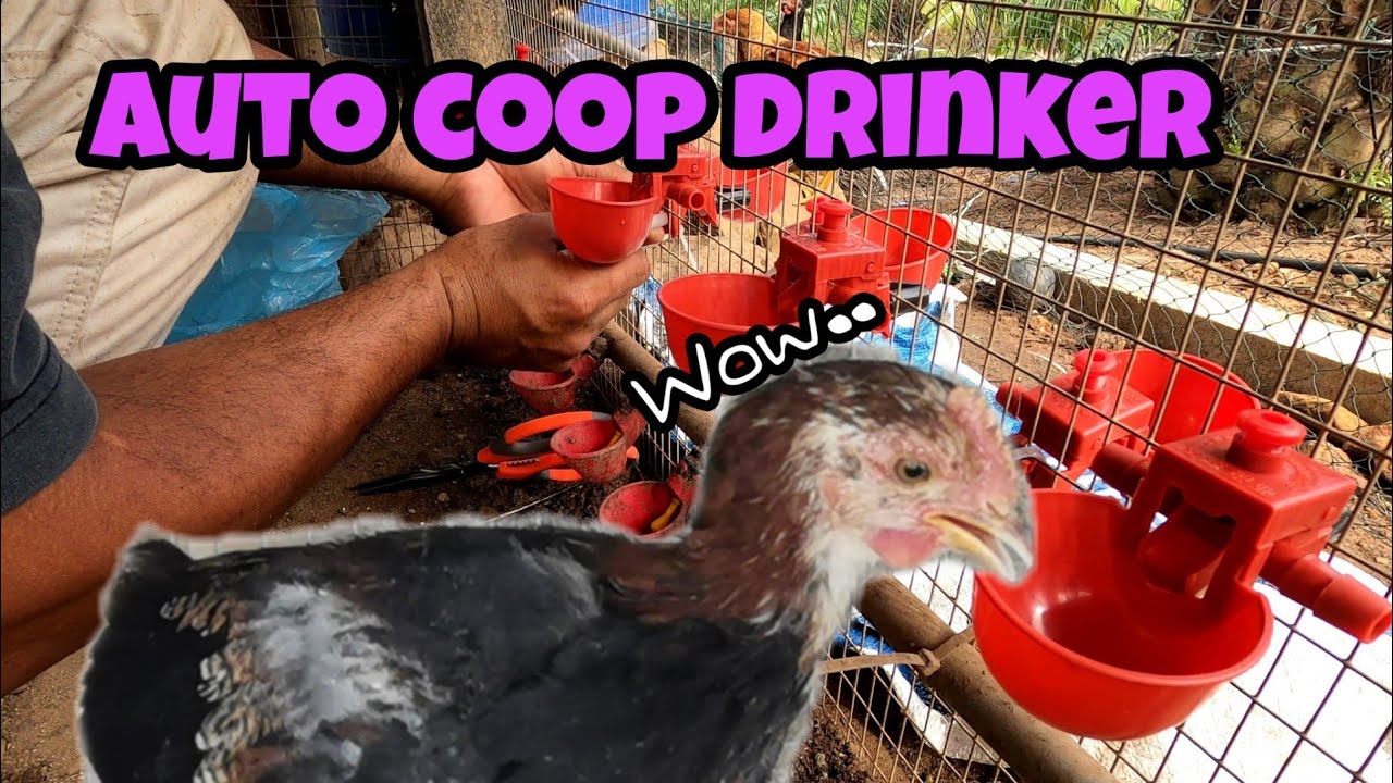 Bekas minuman automatic/auto coop drinker// Persediaan musim panas