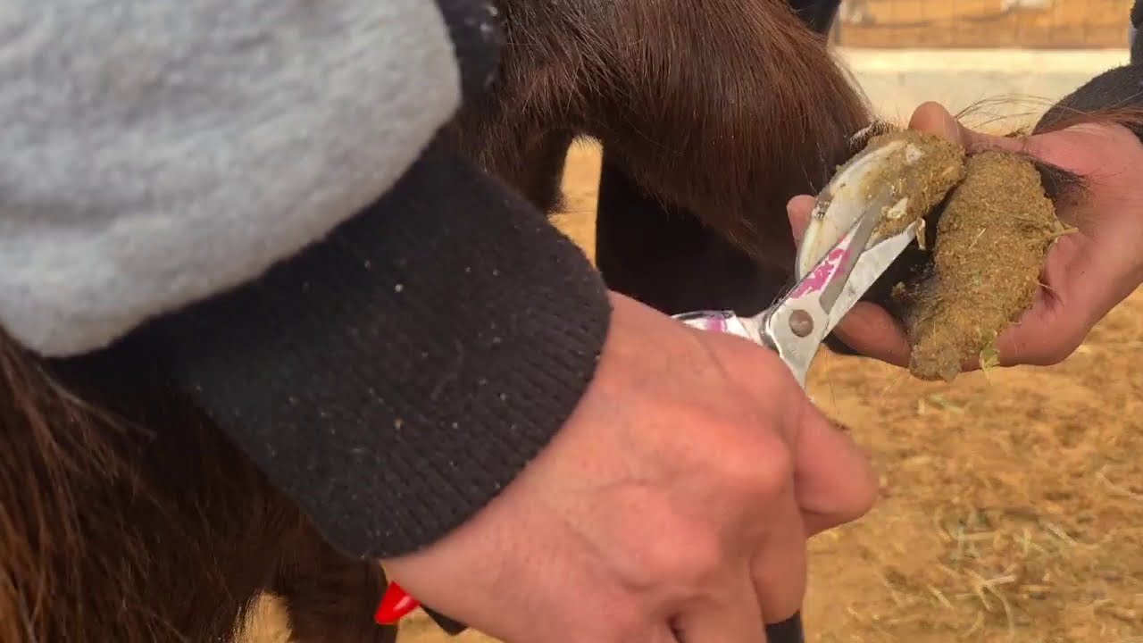 تقليم أظلاف الماعز والمقصات المستخدمة How to Trim Goat Hooves