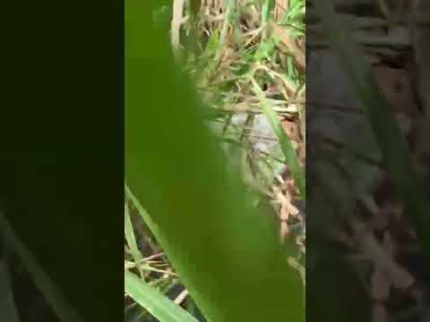 Mont Nlonako Nkongssamba - Cameroun