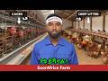 2ቱ የዶሮ እርባታ ዘዴዎች ኬጅ እና ልቅ Cage Vs Battery Cage 