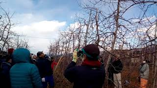 20180109果樹研究会1403〜高密植新わい化栽培樹の剪定、普及センター総括