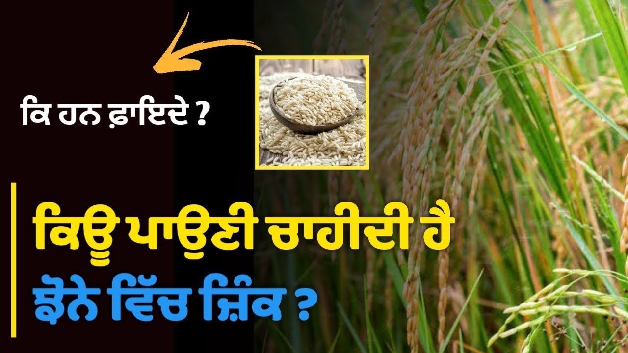 Importance of Zinc in Rice | Paddy | Dhan | jhona ( ਜ਼ਿੰਕ ਪਾਉਣ ਦੇ ਫਾਇਦੇ ...
