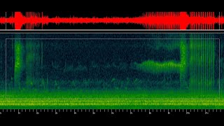 Woodcock Showdown Audio