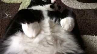 Tuxedotrio One Fat Cat