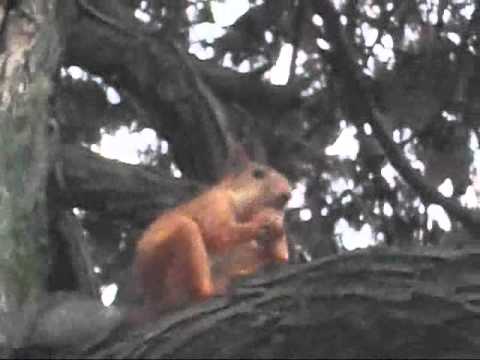 squirrel eating ice cream, Batumi, Georgia
