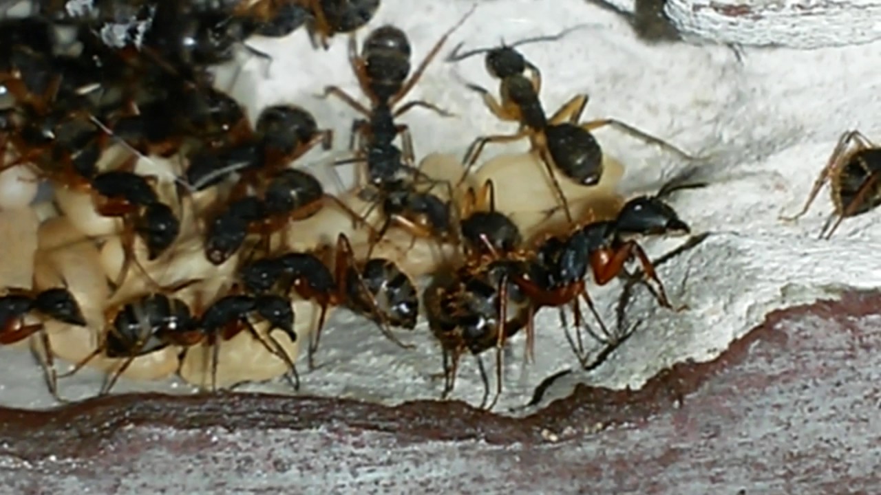 Formigario Camponotus rufipes