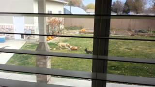 Pitbull attacks other dogs